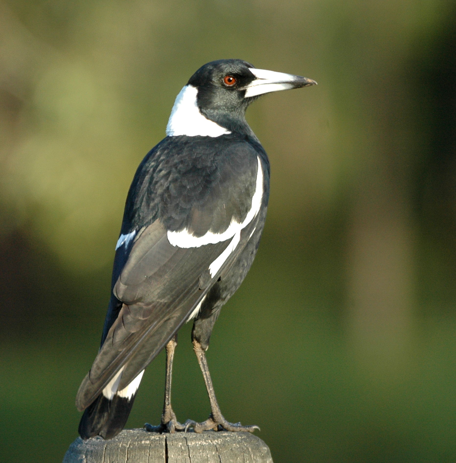 Australian magpie perched on a wooden post against a soft green background